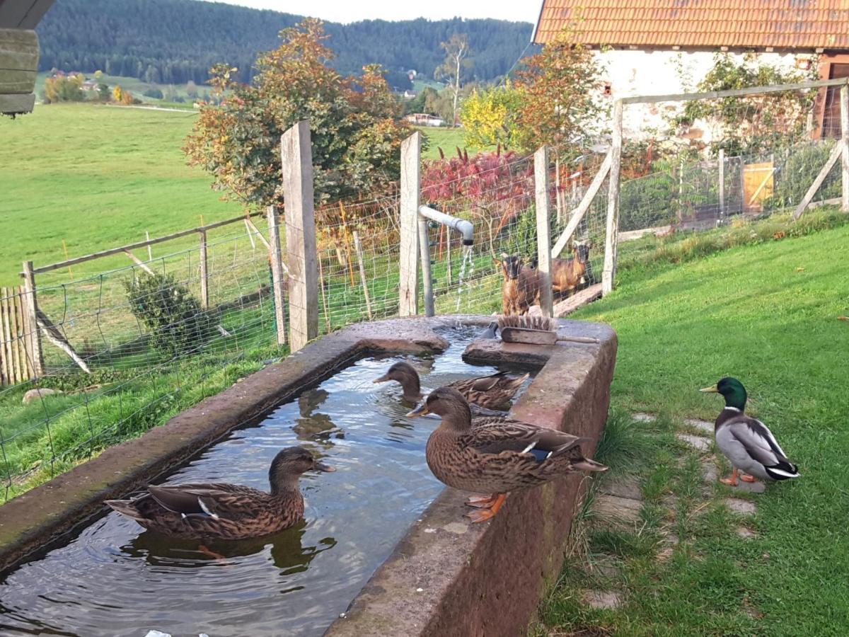 Ferienhof Kienbronnerhof شيلتاخ المظهر الخارجي الصورة